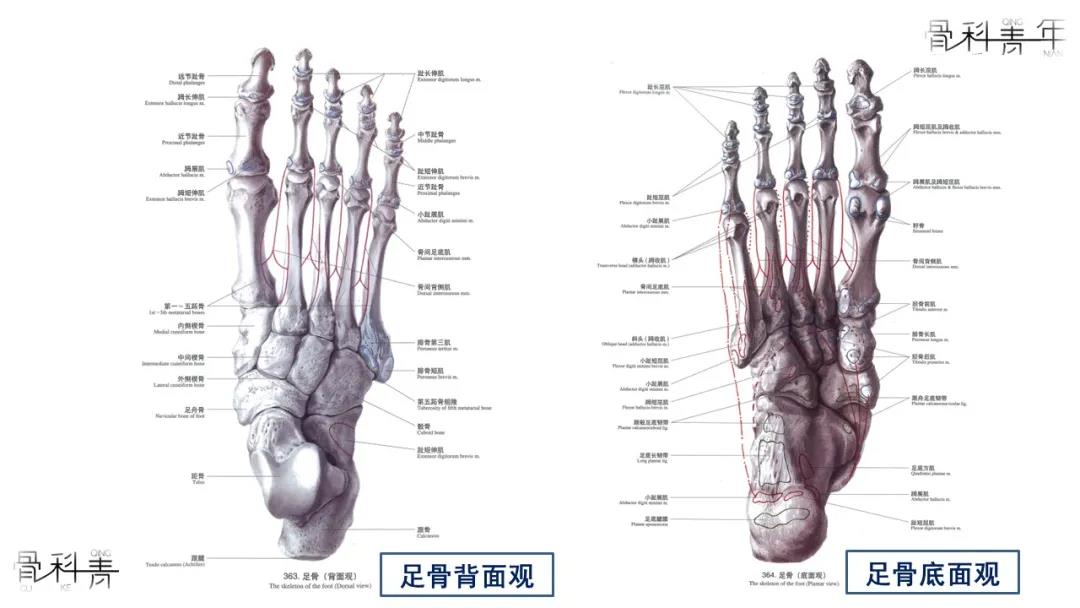 足部骨性解剖与常见副骨,一文详解!-德医学院-助力医学教育发展!