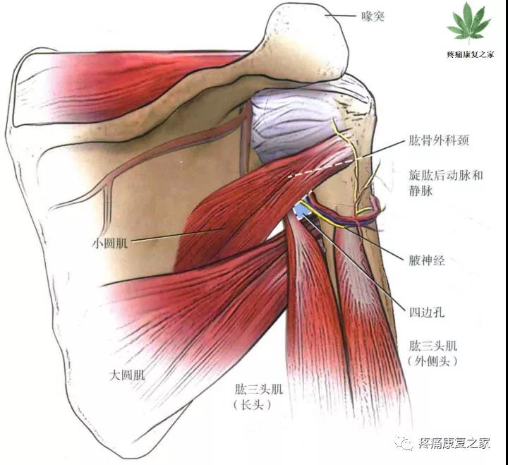 医用几丁糖是什么20种关节腔穿刺技术，你想知道的都在这了！_https://www.jmylbn.com_新闻资讯_第17张