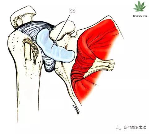 医用几丁糖是什么20种关节腔穿刺技术，你想知道的都在这了！_https://www.jmylbn.com_新闻资讯_第13张